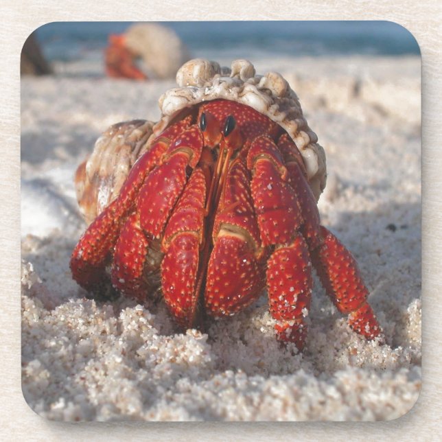 Cute Hermit Crab on White Sandy Beach Closeup Coaster (Front)