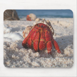 Cute Hermit Crab on White Sandy Beach Closeup Mouse Mat