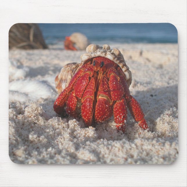 Cute Hermit Crab on White Sandy Beach Closeup Mouse Mat (Front)