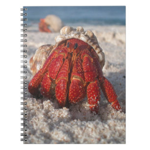 Cute Hermit Crab on White Sandy Beach Closeup Notebook