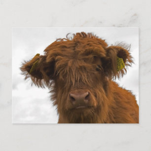 Cute highland baby cow portrait postcard