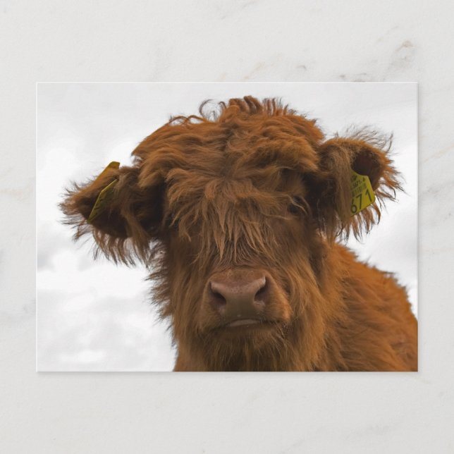 Cute highland baby cow portrait postcard (Front)