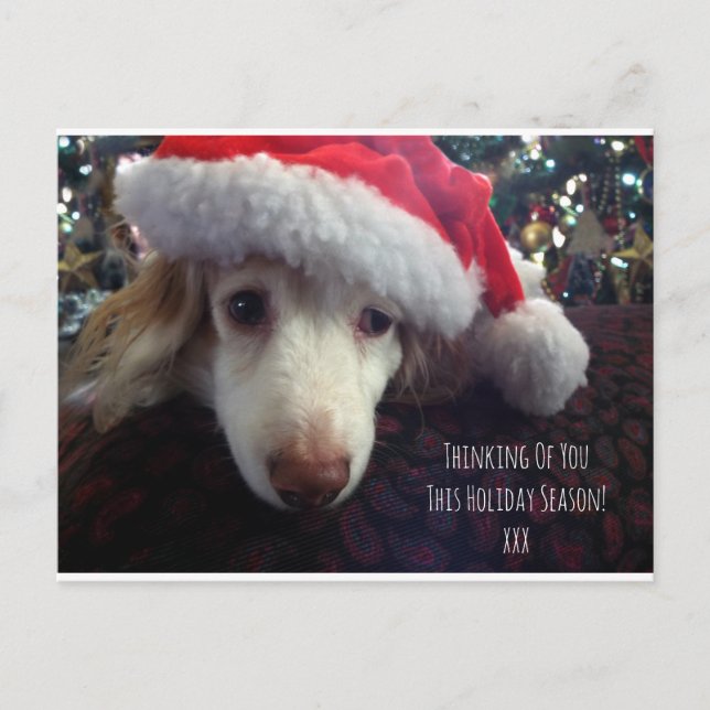 Cute holiday Dachshund with Santa hat & Xmas tree Postcard (Front)