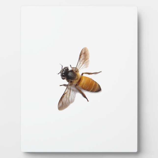 Cute Honey Bee bee bumblebee  Plaque (Front)
