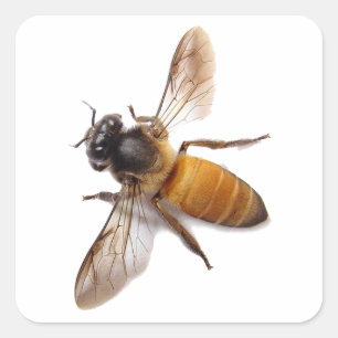 Cute Honey Bee Square Sticker