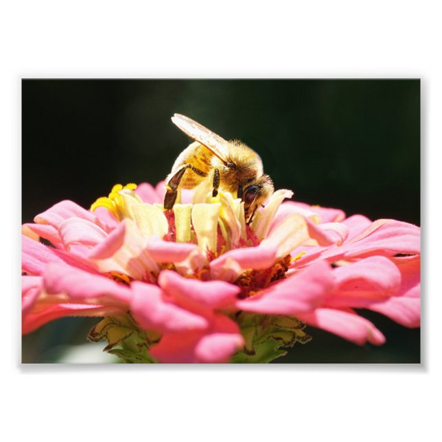 Cute Honeybee on a Pink Zinnia Flower Photo Print (Front)