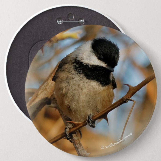 Cute Hopeful Black-Capped Chickadee Songbird 6 Cm Round Badge (Front & Back)