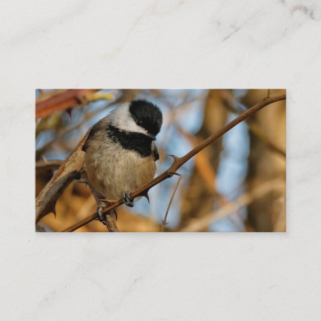 Cute Hopeful Black-Capped Chickadee Songbird Business Card (Front)