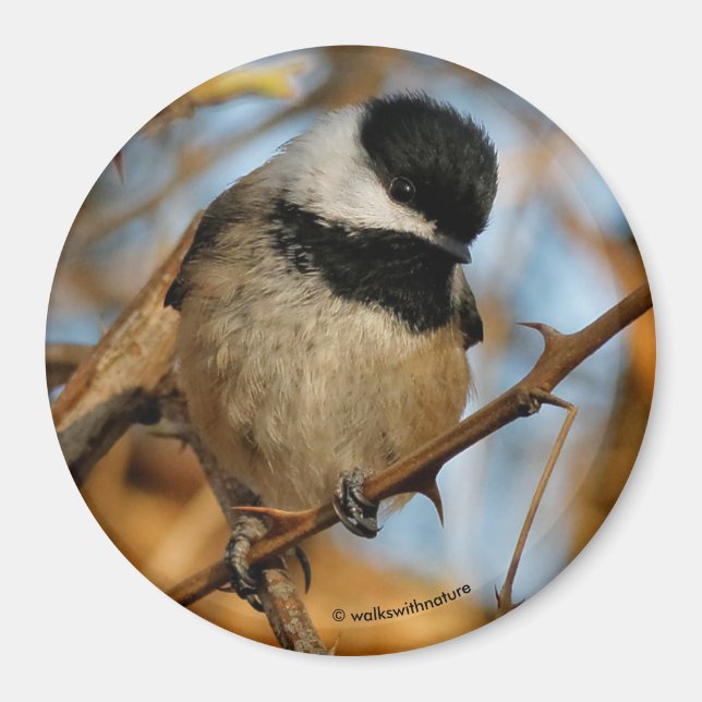 Cute Hopeful Black-Capped Chickadee Songbird Magnet (Front)