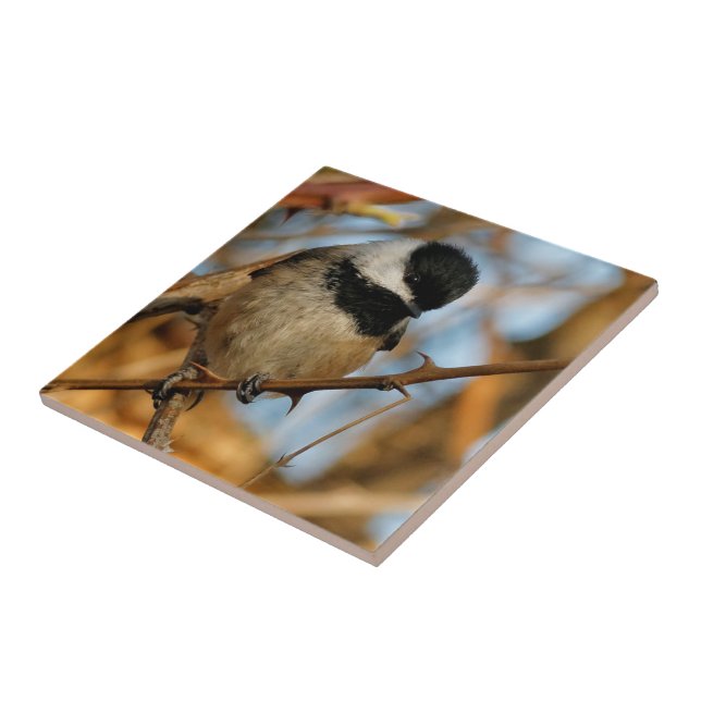 Cute Hopeful Black-Capped Chickadee Songbird Tile (Side)
