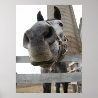 Cute  Horse Close Up Poster