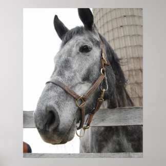 Cute Horse Close up Poster