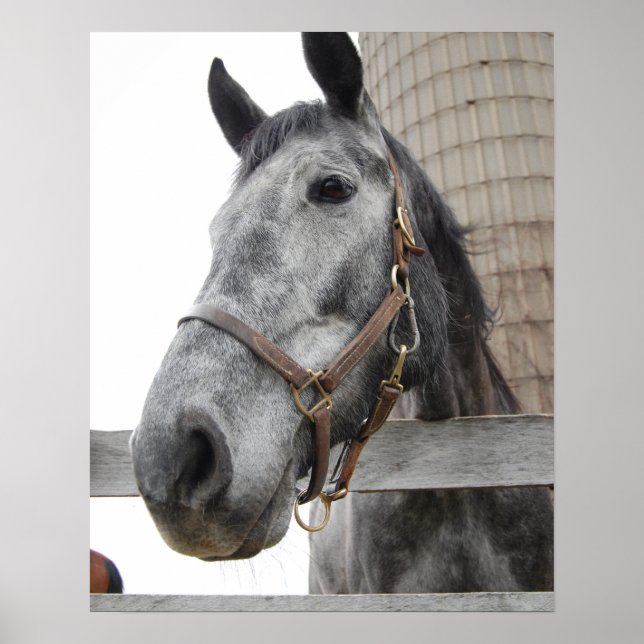 Cute Horse Close up Poster (Front)