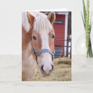 Cute Horse Feel Better Card