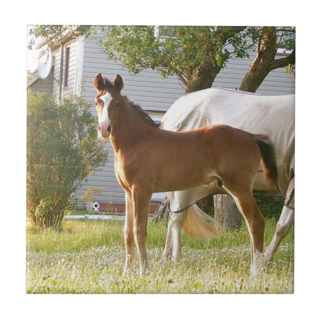 CUTE HORSE FOAL AND MARE TILE (Front)