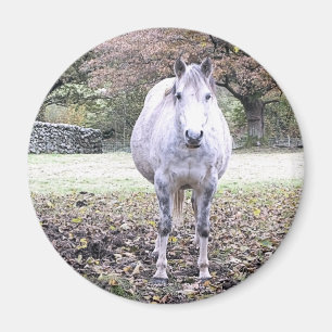 CUTE HORSE MAGNET