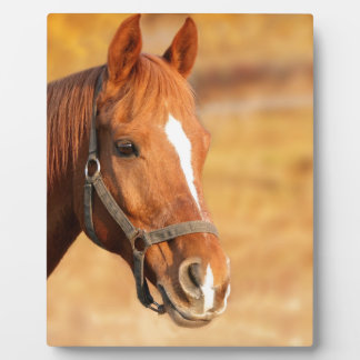 CUTE HORSE PLAQUE