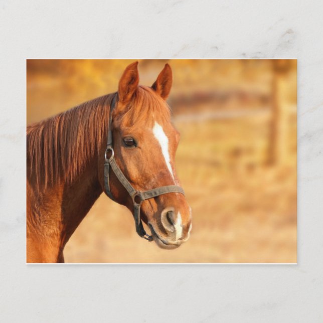CUTE HORSE POSTCARD (Front)