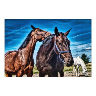 cute horses Brown-Black-White hors Ranch, Paddock  Photo Print