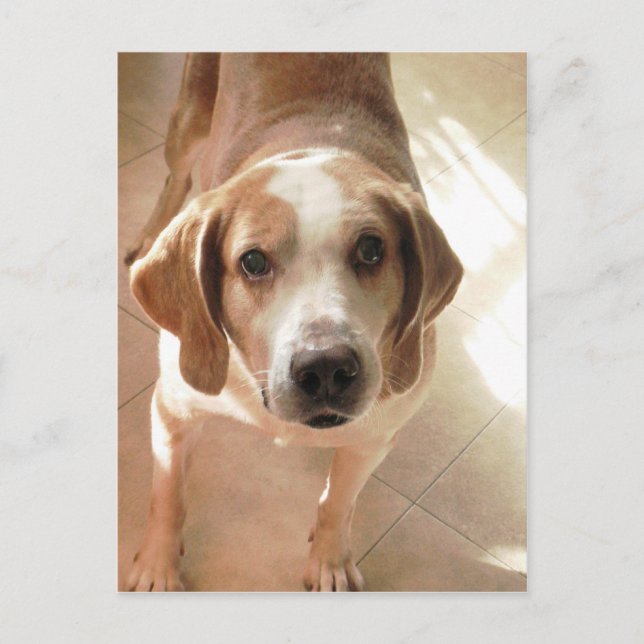 Cute Hound Dog Portrait Photo Postcard (Front)