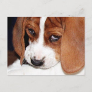 Cute Hound Dog Puppy Postcard