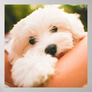 Cute & Huggable Dog Close-Up poster