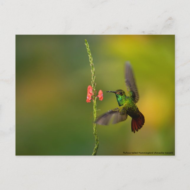 Cute Hummingbird and Flower, wildlife Costa Rica Postcard (Front)