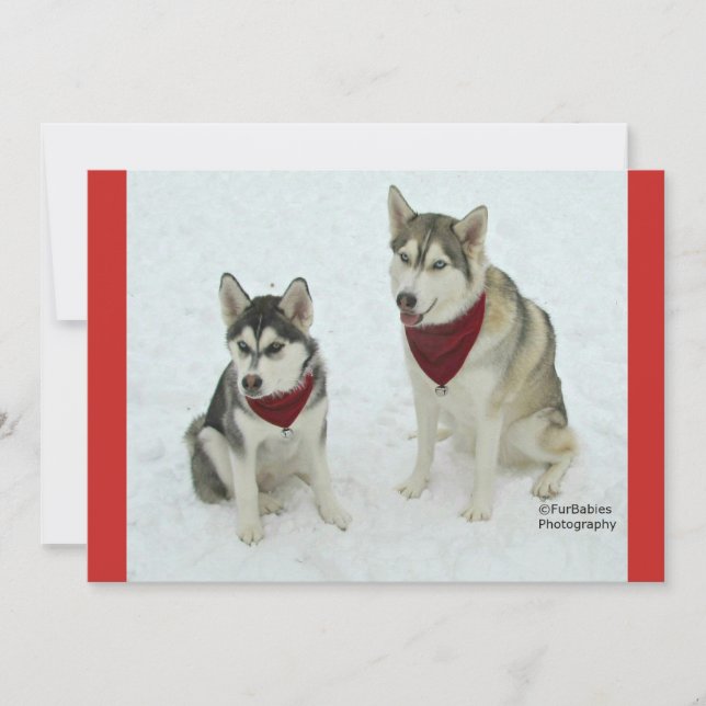 Cute Huskies sending Christmas cheer Holiday Card (Front)