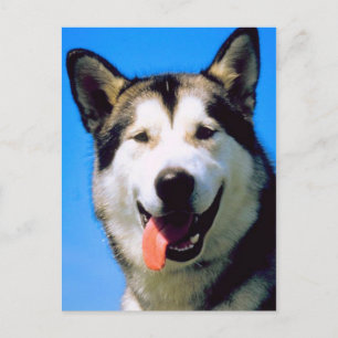 Cute husky dog colour photograph postcard