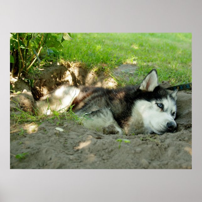 Cute Husky Dog Lying In The Sand Poster (Front)