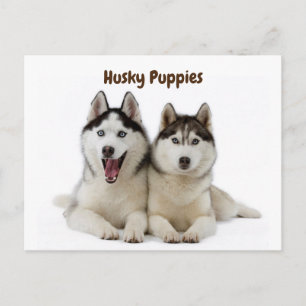 Cute Husky Puppies Postcard