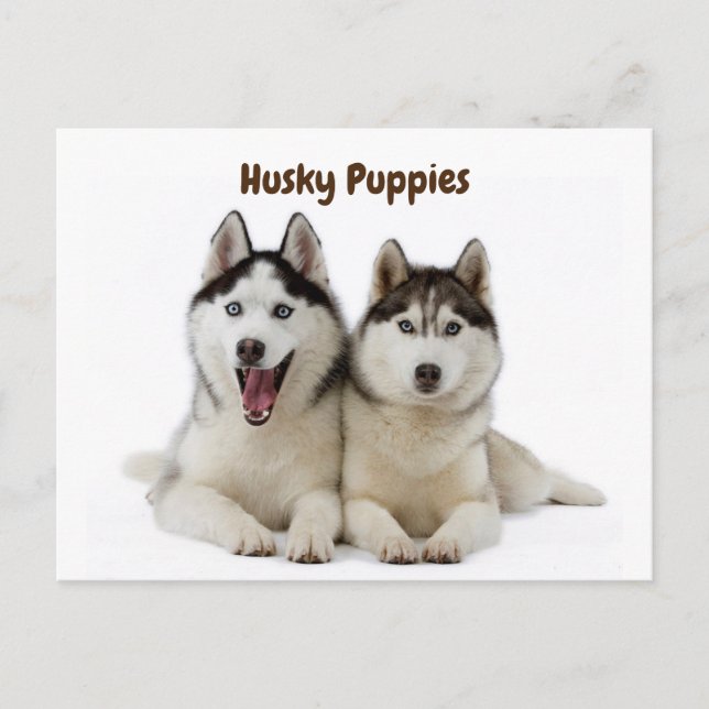 Cute Husky Puppies Postcard (Front)