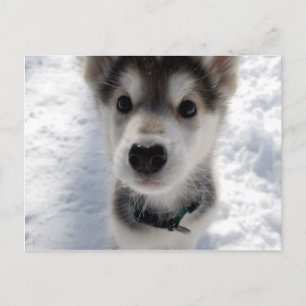Cute husky puppy colour photograph postcard