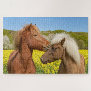 Cute Icelandic Horses Cuddle in a Spring Meadow _ Jigsaw Puzzle