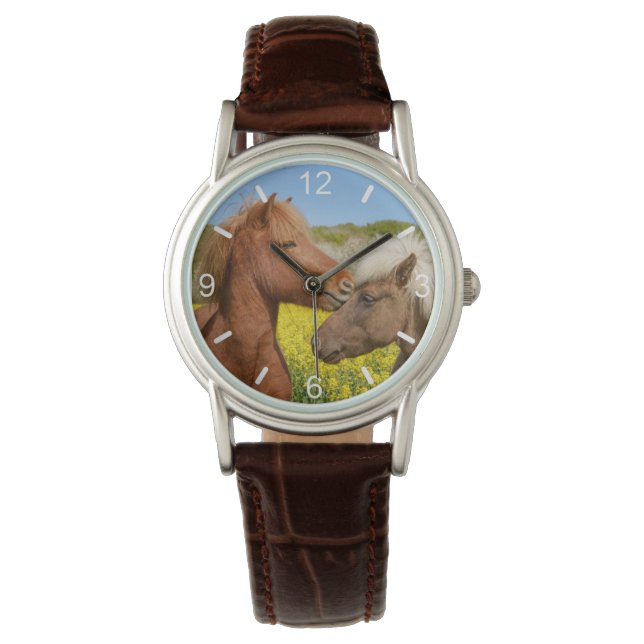 Cute Icelandic Horses Cuddle in a Spring Meadow -  Watch (Front)