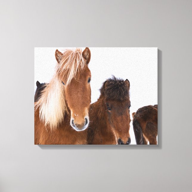 Cute Icelandic Horses Together Canvas Print (Front)
