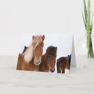 Cute Icelandic Horses Together Card