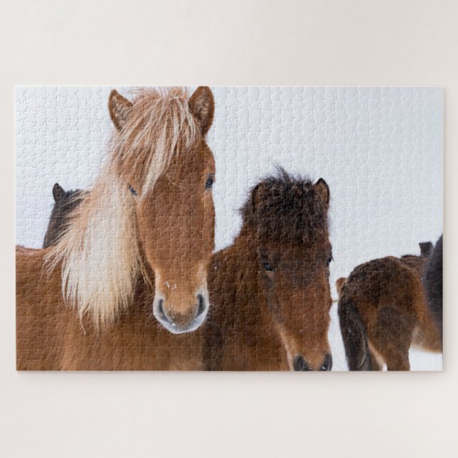 Cute Icelandic Horses Together Jigsaw Puzzle (Horizontal)
