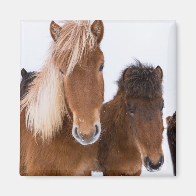 Cute Icelandic Horses Together Magnet (Front)