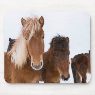 Cute Icelandic Horses Together Mouse Mat