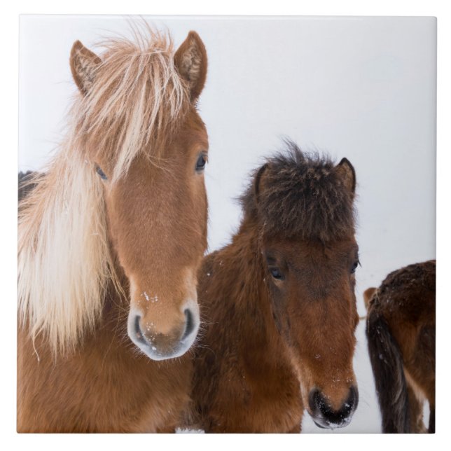 Cute Icelandic Horses Together Tile (Front)