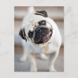 Cute Inquisitive Pug Design Postcard