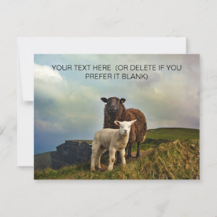 Cute Irish Sheep - Ireland Travel Postcard