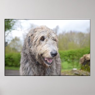 Cute Irish Wolfhound Poster
