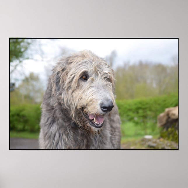 Cute Irish Wolfhound Poster (Front)