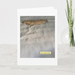 Cute I've Been Busy Dachshund Card