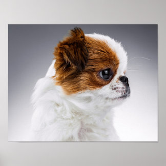 Cute Japanese Chin Puppy Portrait Poster