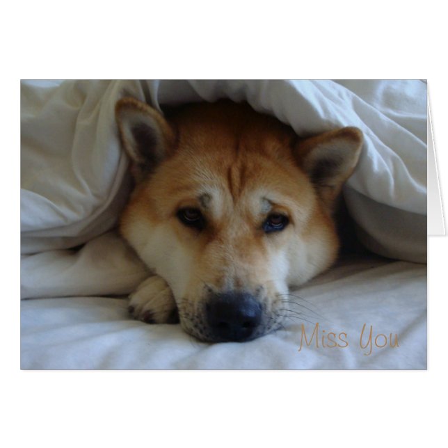 Cute japaneses akita under bed blankets (Front Horizontal)