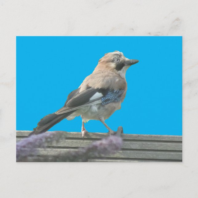 Cute Jay Close Up DIY Postcard (Front)