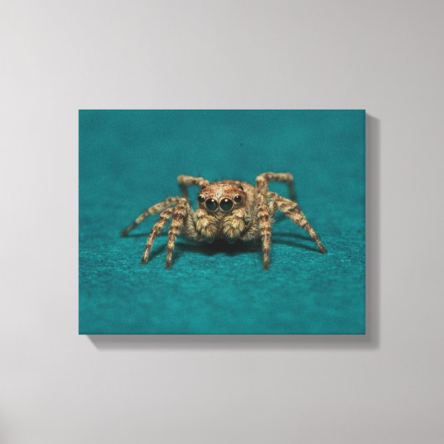Cute Jumping Spider Photo Canvas Print (Front)